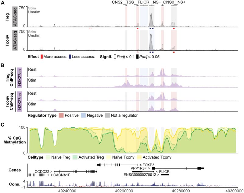 免疫细胞的“刹车”与“油门”调节性T细胞（Treg）是免疫系统的“维稳部队”，防止免疫反应过度伤及自身，而FOXP3基因则是维持其功能的“总司令”