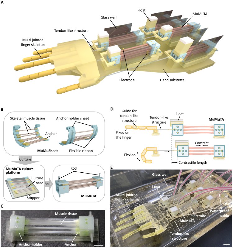 人体肌肉驱动"生物手"问世 多指协同抓握仿若真人《科学·机器人》杂志封面文章展示了一项最新研究，科学家使用人体肌肉组织打造出了一个可精准操控的"生物混合手"，通过培养多束超薄肌肉组织构建新型驱动器（MuMuTA），其单次收缩力达8毫牛、伸缩幅度超4毫米，性能远超传统设计