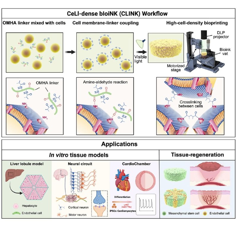 中国学者开发“活细胞生物墨水”，3D打印出跳动心脏和神经回路3D生物打印技术是构建人工器官的利器，但传统方法依赖水凝胶“脚手架”，导致细胞密度低、功能受限