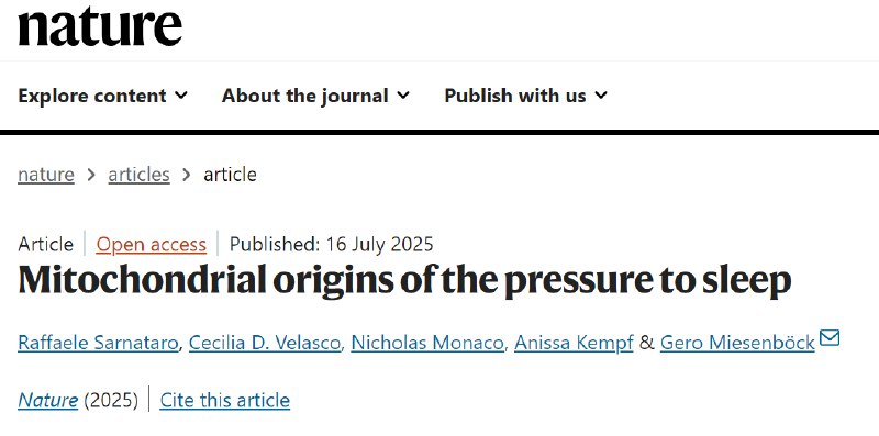 大脑的“能量危机”：《自然》揭示睡眠的线粒体“压力计”当你熬到深夜，眼皮愈发沉重，这不仅是心理上的疲惫，更是大脑内部一场微观风暴的预警
