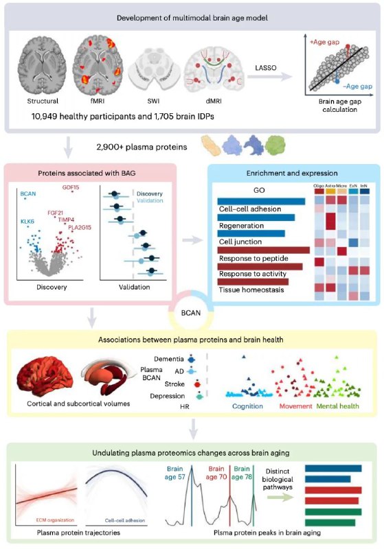 Nature子刊：57岁是人类大脑衰老的第一个高峰2024年12月9日，复旦大学附属华山医院程炜研究员、郁金泰教授、郑州大学第一附属医院许予明教授等在 Nature 子刊 Nature Aging 上发表了题为：Plasma proteomics identify biomarkers and undulating changes of brain aging 的研究论文