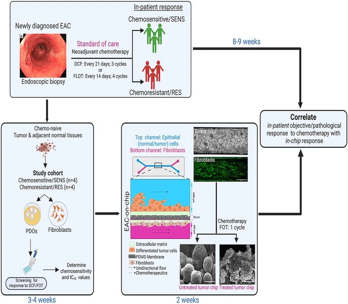 器官芯片新突破：提前“预演”化疗，为食管癌患者“试药”食管腺癌是全球第六大癌症死因，化疗是其主要治疗手段，但很多患者会产生耐药性 