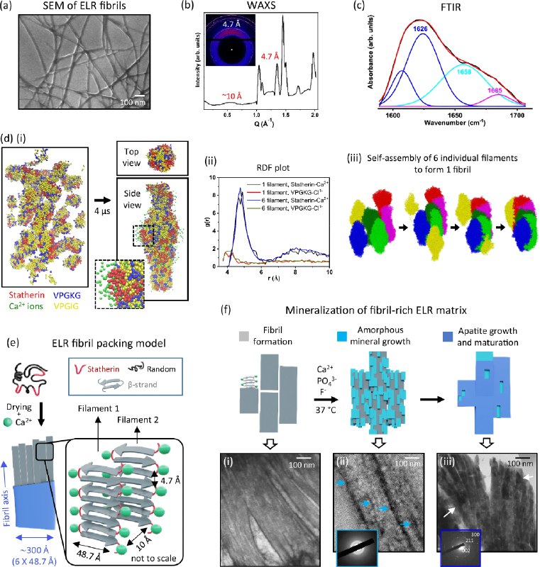 科学家研发“蛋白基质”拯救蛀牙！牙釉质（珐琅质）是人体最坚硬的组织，但一旦受损（如被酸腐蚀或磨损）便无法自我再生 