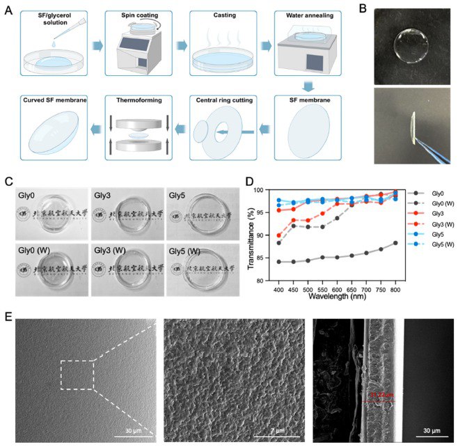 中国科学家用蚕丝开发出可降解人工角膜内皮！角膜内皮功能障碍是导致角膜盲的主要原因之一
