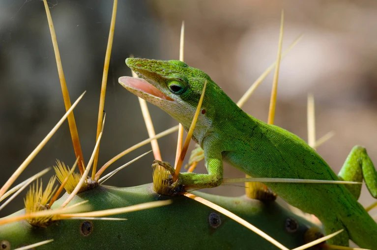 “超能力”动物：揭示再生的奥秘近日，《自然》（Nature）杂志报道了一系列研究人员在香港举行的国际干细胞研究学会会议上所分享的最新发现：科学家们正从拥有“超强治愈力”的动物身上汲取灵感，以期为人类再生医学带来突破