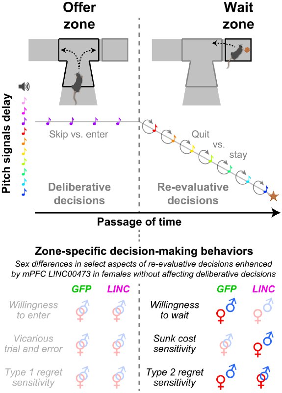 女生似乎更容易纠结？最新研究发现“纠结基因”变主意、后悔、纠结于“沉没成本”，这些复杂的心理活动背后隐藏着怎样的生物学机制？近日，一项发表于《科学 · 进展》的研究，将一种名为 LINC00473 的长链非编码 RNA，与大脑中“改变主意”的决策过程联系起来，并发现其作用存在显著的性别差异，这或许为日常生活中观察到的某些性别差异（例如女性有时似乎更容易陷入纠结权衡）提供了潜在的生物学线索