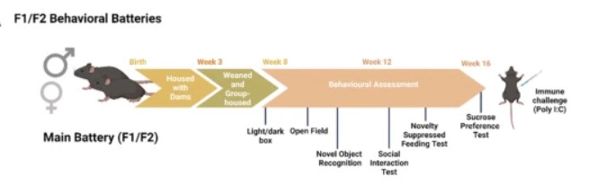 父亲感染新冠病毒或通过精子RNA影响后代焦虑水平父亲在感染新冠病毒后生育，是否会影响后代？最近，《自然·通讯》发表了一项研究 ，为这个问题提供了新的线索