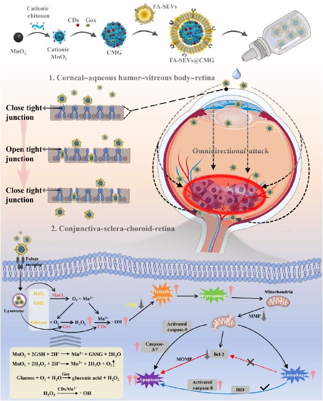 猪猪精液“变身”抗肿瘤药物，外泌体研究再下一城眼睛里的疾病治疗一直是个难题，传统方法要么需要手术，要么效果有限