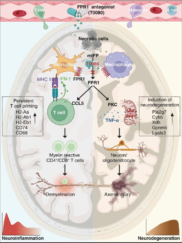 靶向甲酰肽受体1或成多发性硬化症新疗法？多发性硬化症（MS）是一种以脑部炎症和神经退行性病变为特征的慢性疾病，其具体发病机制一直难以完全阐明