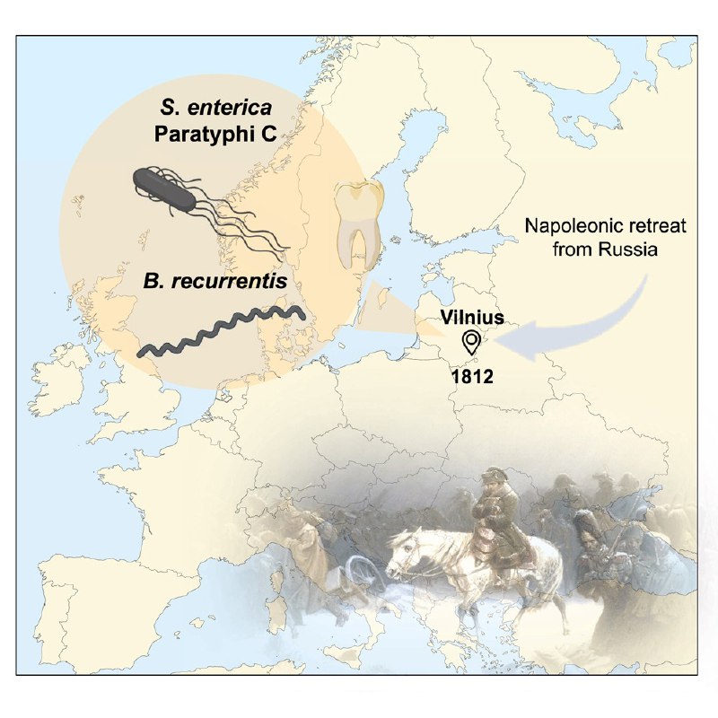 DNA新证据揭示击败拿破仑的“隐形杀手”1812年，拿破仑从俄罗斯的灾难性撤退，使拿皇的数十万大军毁于一旦 ，这一失败几乎耗尽了他的精锐老兵和骑兵，为三年后的滑铁卢之战埋下了伏笔