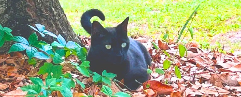 喵星人再立功！佛州宠物猫助科学家二度发现新病毒论“卷”科研，可能没人比得过佛罗里达州的猫咪“佩珀”了