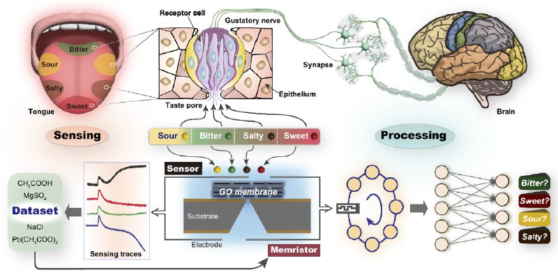 科学家用石墨烯造出“电子舌头”，成功尝出酸甜苦咸传统传感器通常将“感知”和“计算”单元分开，效率较低