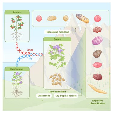 薯条蘸番茄酱？原来土豆和番茄本是一家作为全球第三大主粮，土豆（马铃薯）的起源一直存在争议