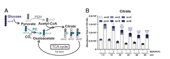 精子总动员：揭秘从“待机”到“冲刺”的完整能量策略哺乳动物的精子在射精前，储存于附睾尾部，处于一种低能耗的“休眠”状态 