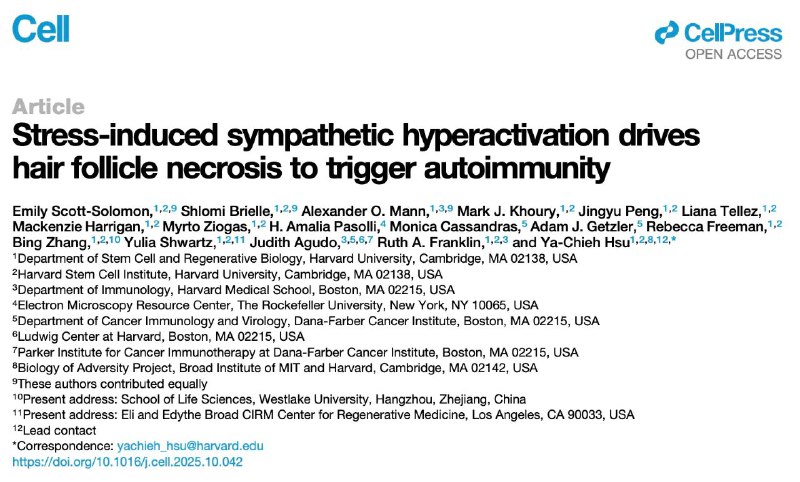 压力如何导致脱发？最新研究揭示交感神经引发毛囊坏死与自身免疫你有没有过这样的经历：工作压力大或连续熬夜后，发现头发掉得比平时多？这不是错觉，最新研究揭示了压力与脱发之间的深层机制