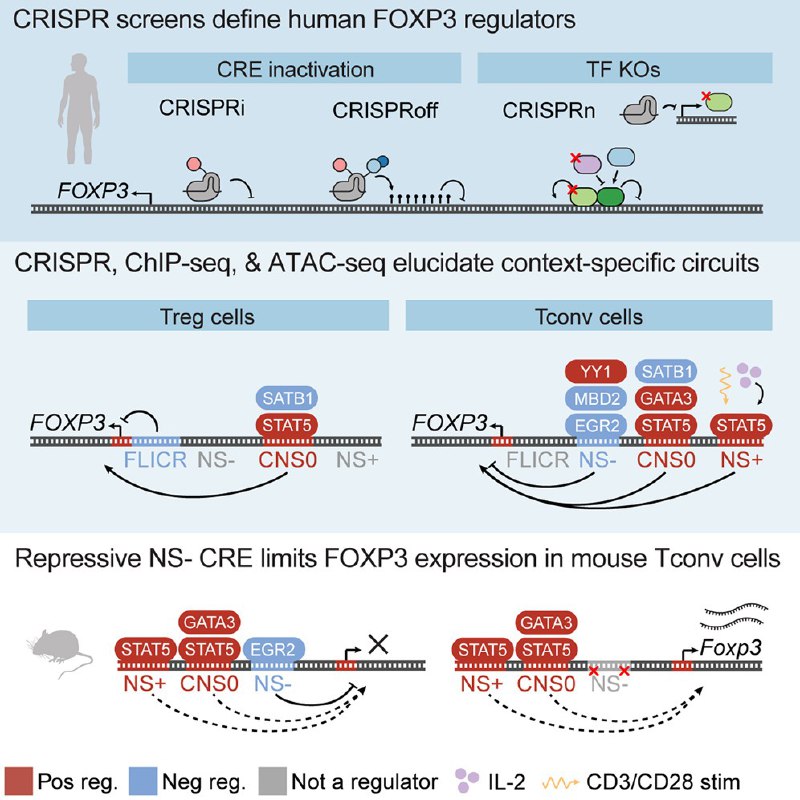 免疫细胞的“刹车”与“油门”调节性T细胞（Treg）是免疫系统的“维稳部队”，防止免疫反应过度伤及自身，而FOXP3基因则是维持其功能的“总司令”